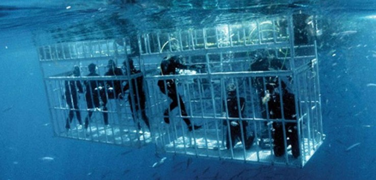 Dive